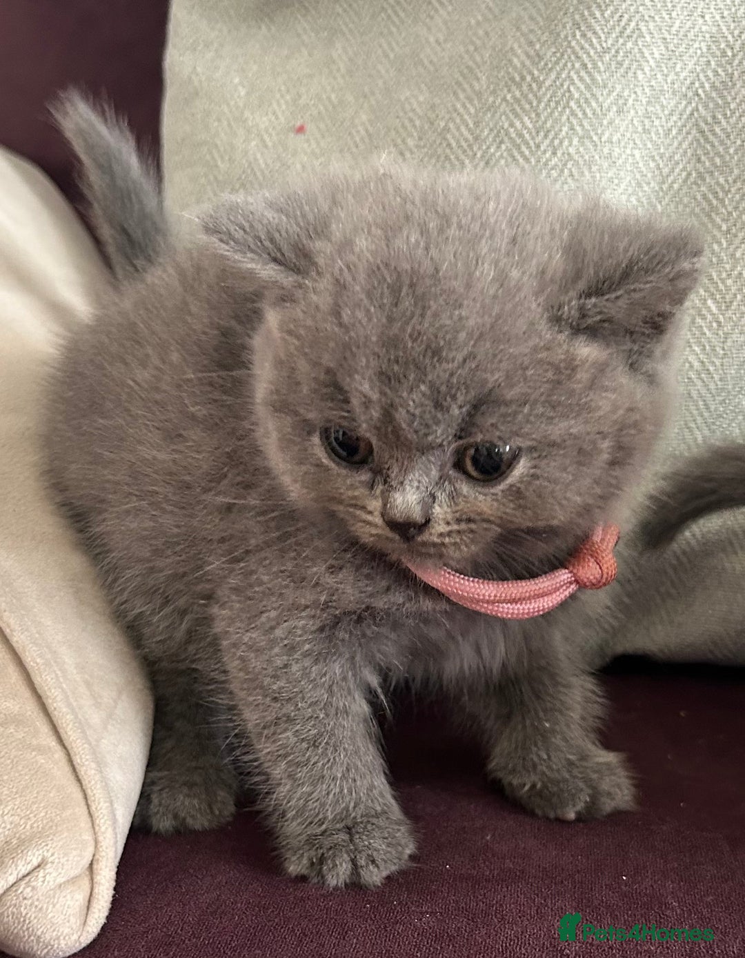 British Shorthair cats for sale: pedigree GCCF kittens available in 2 weeks time! - Image 4