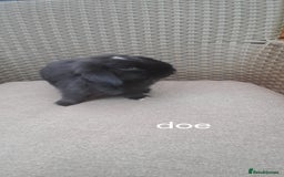 Mini Lop rabbits for sale: Mini lop babies - Image 1