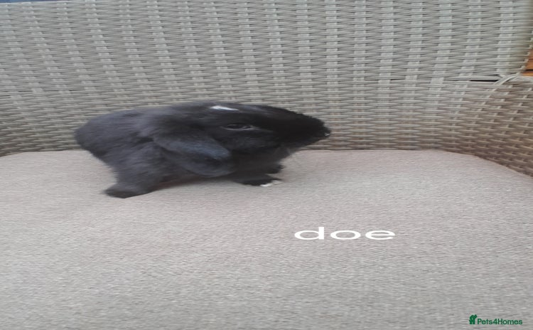 Mini Lop rabbits - Advert 4