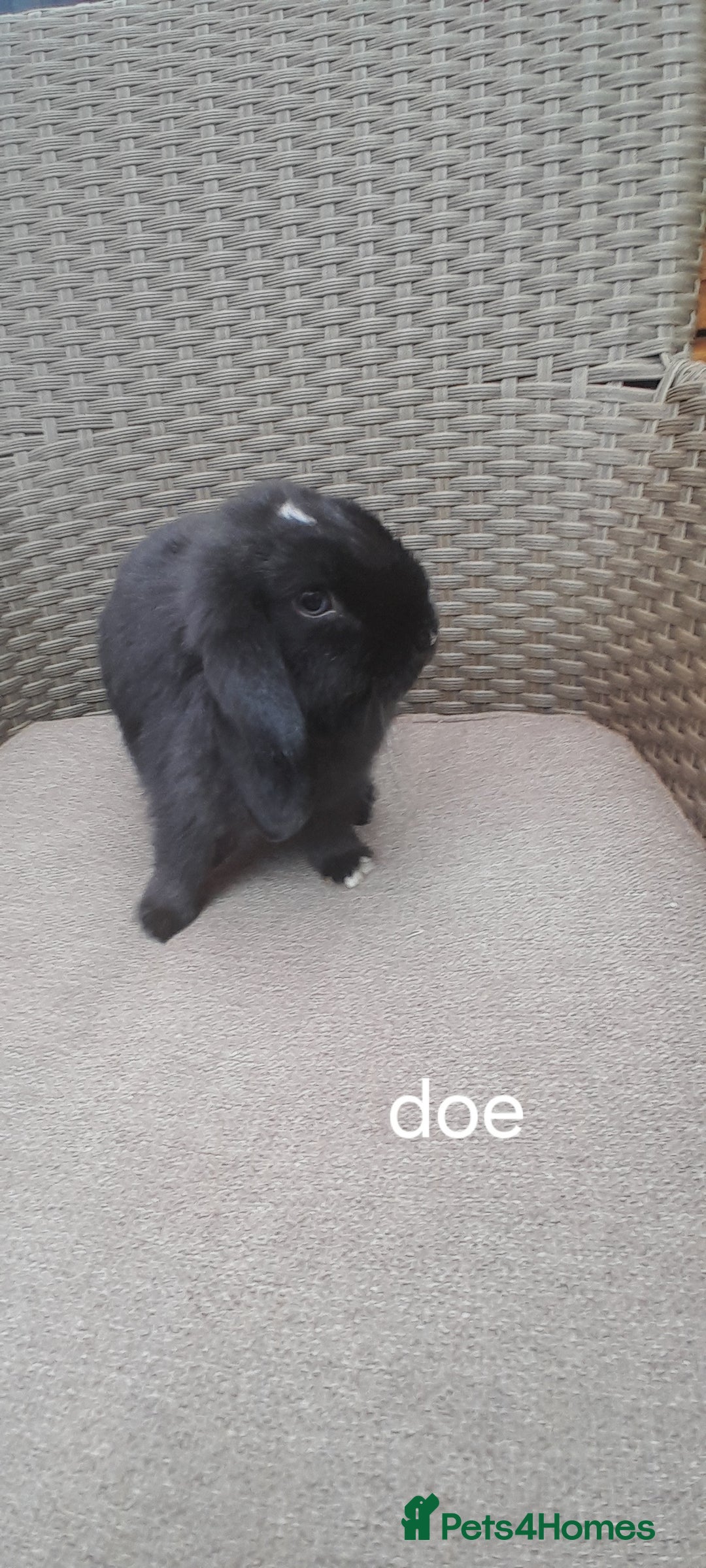 Mini Lop rabbits for sale: Mini lop babies - Image 1