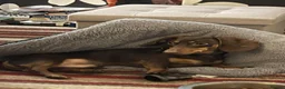 Miniature Dachshund dogs for sale: Miniature dachshund boy - Advert 9