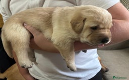 Labrador Retriever dogs for sale: STUNNING HEALTH TESTED LABRADORS - Image 16