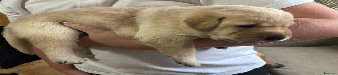 Labrador Retriever Puppy 3