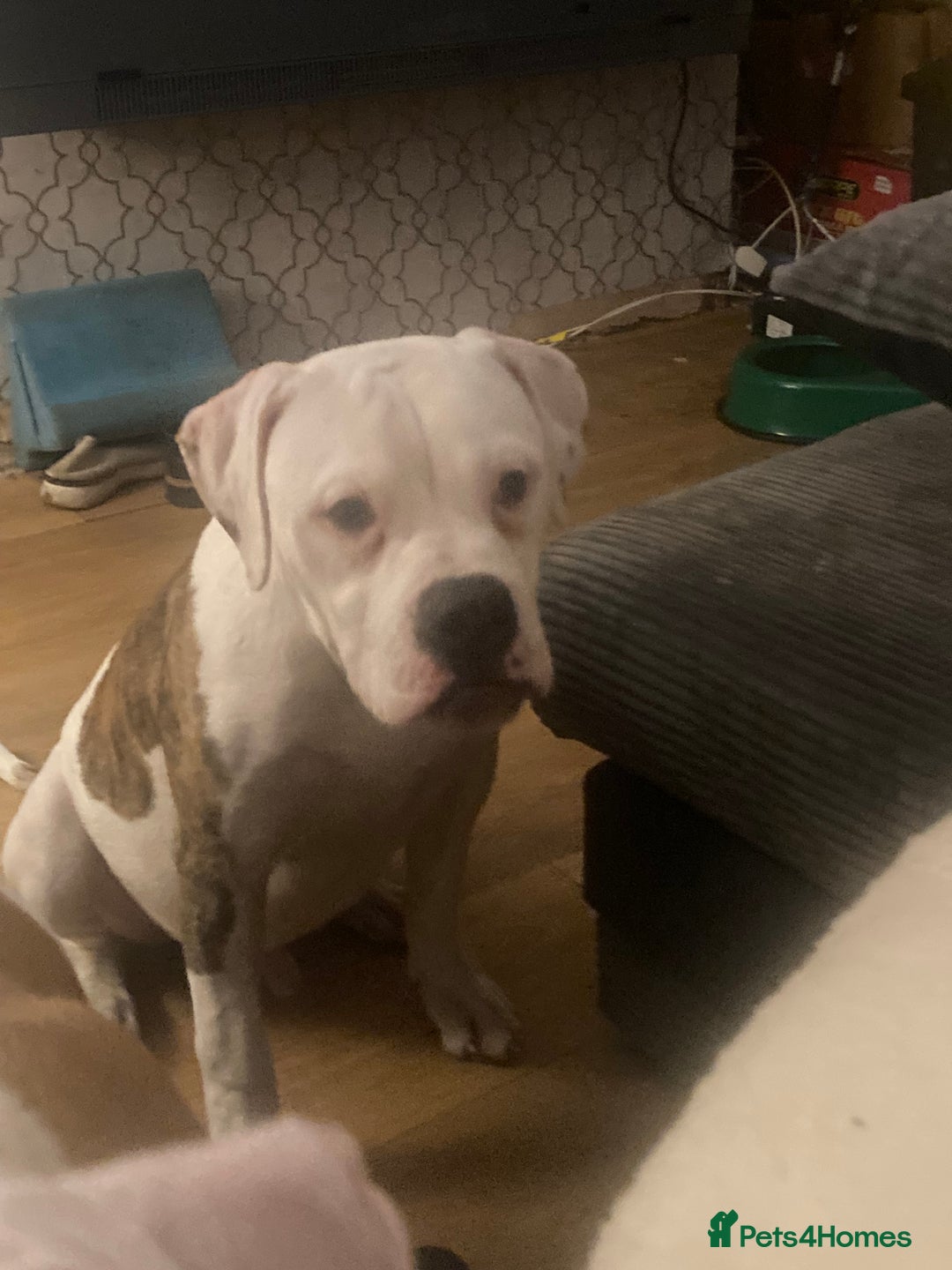American Bulldog dogs for sale: American bulldog puppies  - Advert 4