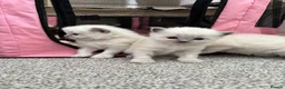 Ragdoll cats for sale: Pure blue point ragdolls  - Advert 22