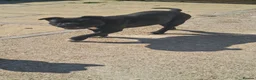 American Bully dogs for sale: PANTHER looking for his forever home - Advert 3
