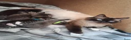 Mixed Breed cats for sale: Beautiful Ragdoll cross Kittens - Advert 14
