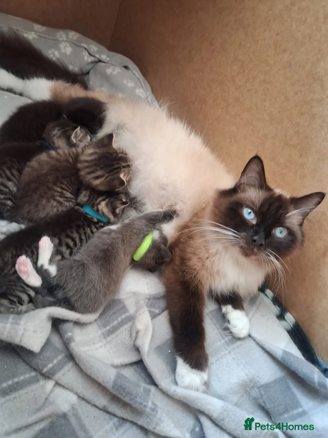 Mixed Breed cats for sale: Beautiful Ragdoll cross Kittens - Advert 14