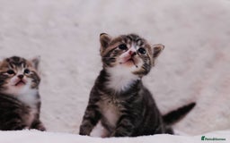 British Longhair cats for sale: 4 Beautiful longhair kittens for sale - Image 3
