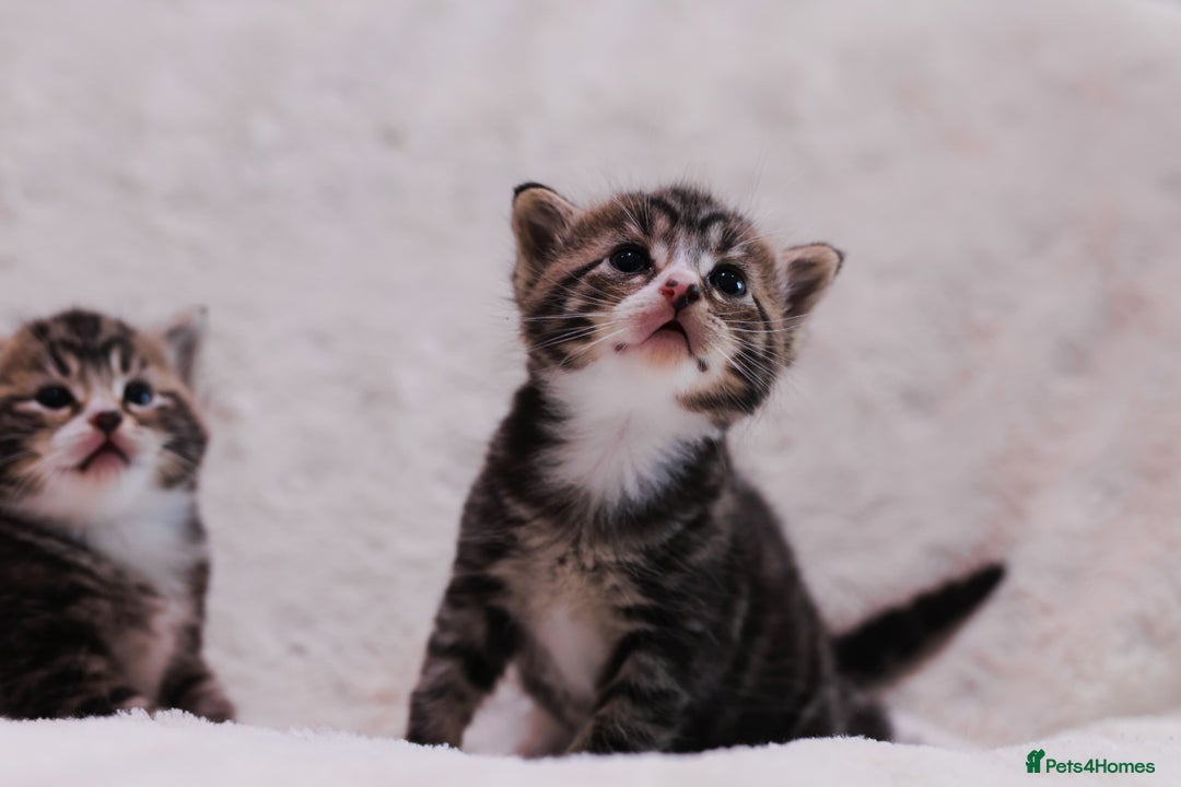 British Longhair cats for sale: 4 Beautiful longhair kittens for sale - Image 3