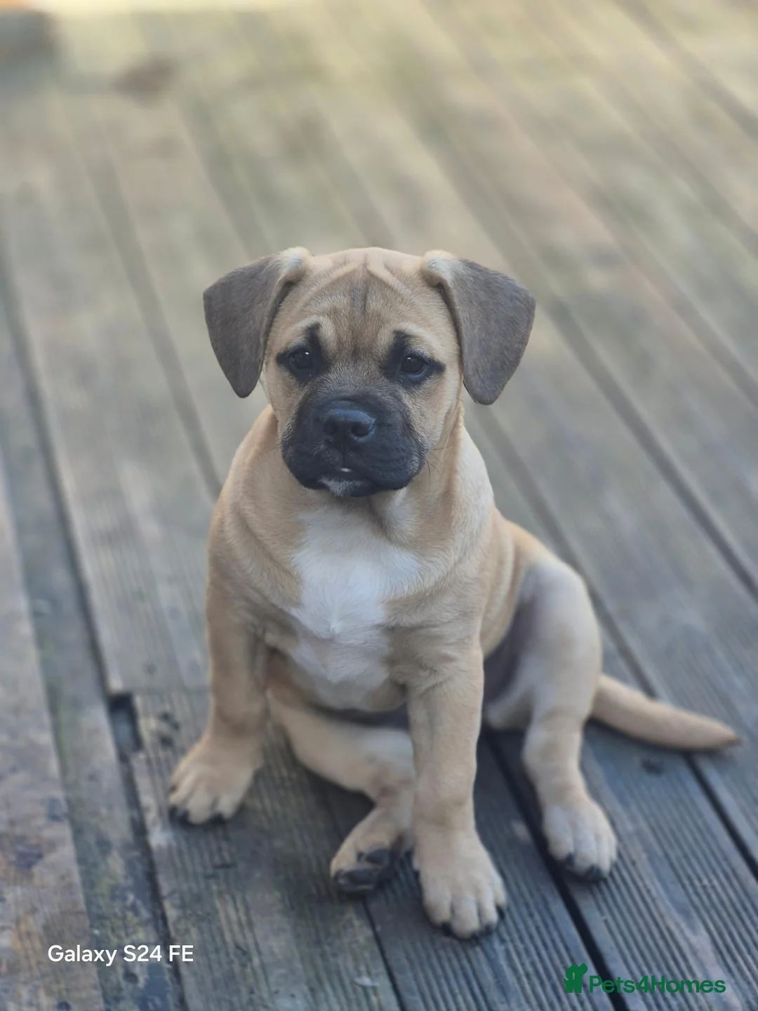 Mixed Breed dogs for sale: Beautiful meadow is for sale  - Advert 2