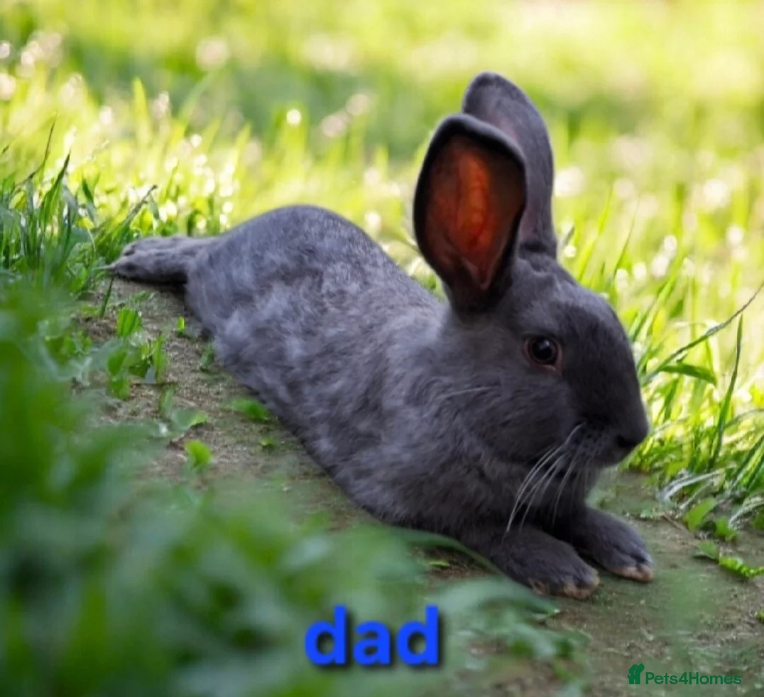 Mixed Breed rabbits for sale: Baby rabbits for sale - Advert 8