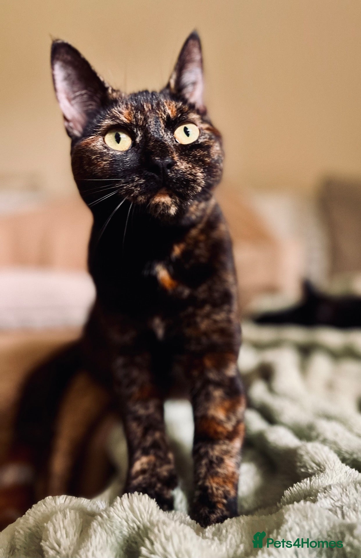 Domestic Shorthair cats Farm raised DSH kittens  - Advert 1