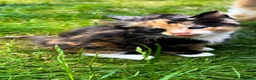 Mixed Breed cats for sale: KittensLooking for Loving Families Half maine coon - Advert 12