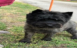 Cairn Terrier dogs for sale: Adorable Cairn Terrier Puppies - Image 14