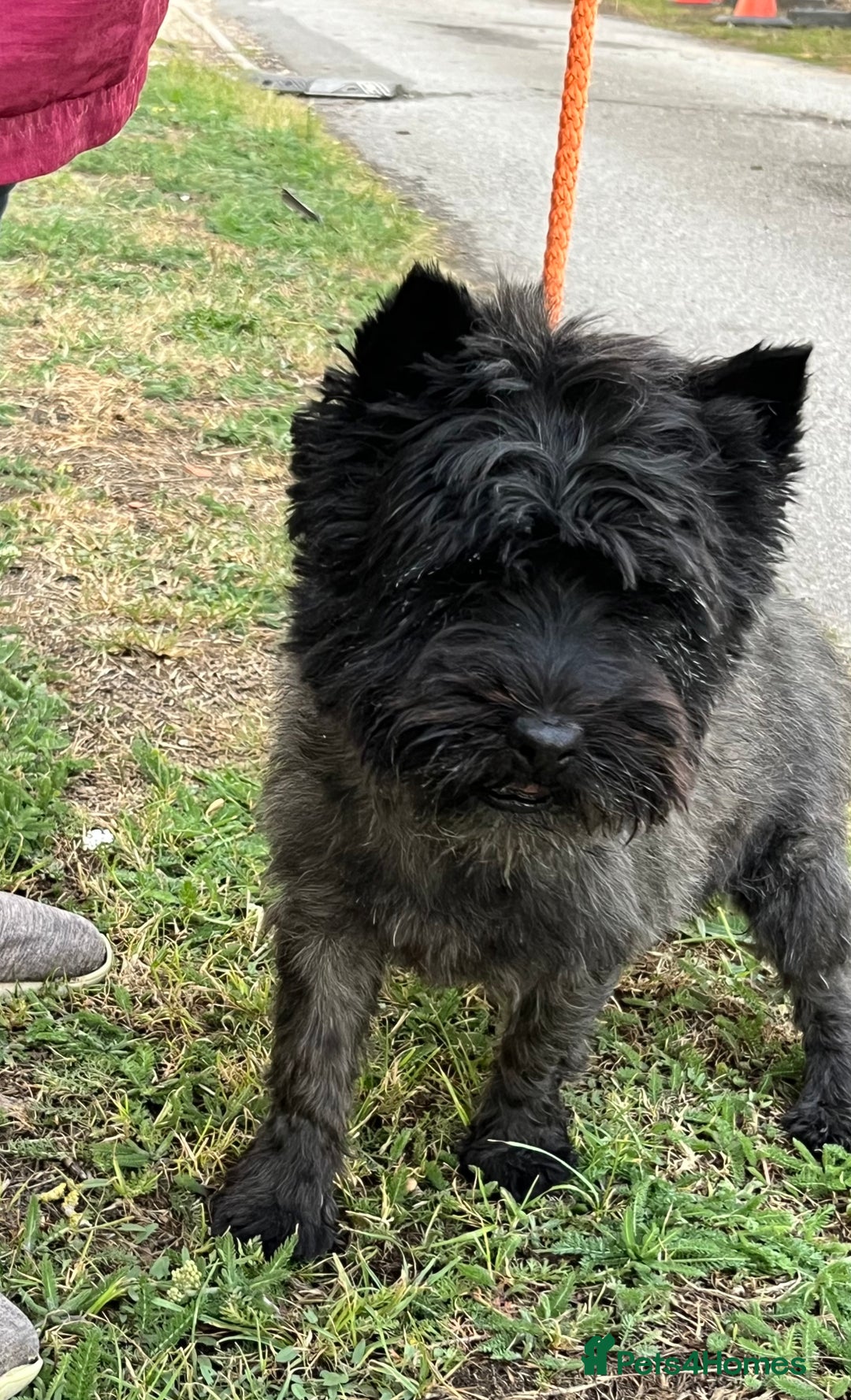 Cairn Terrier dogs for sale: Adorable Cairn Terrier Puppies - Image 14