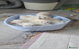 Maltese dogs for sale: Lovely Maltese Puppies - Image 18