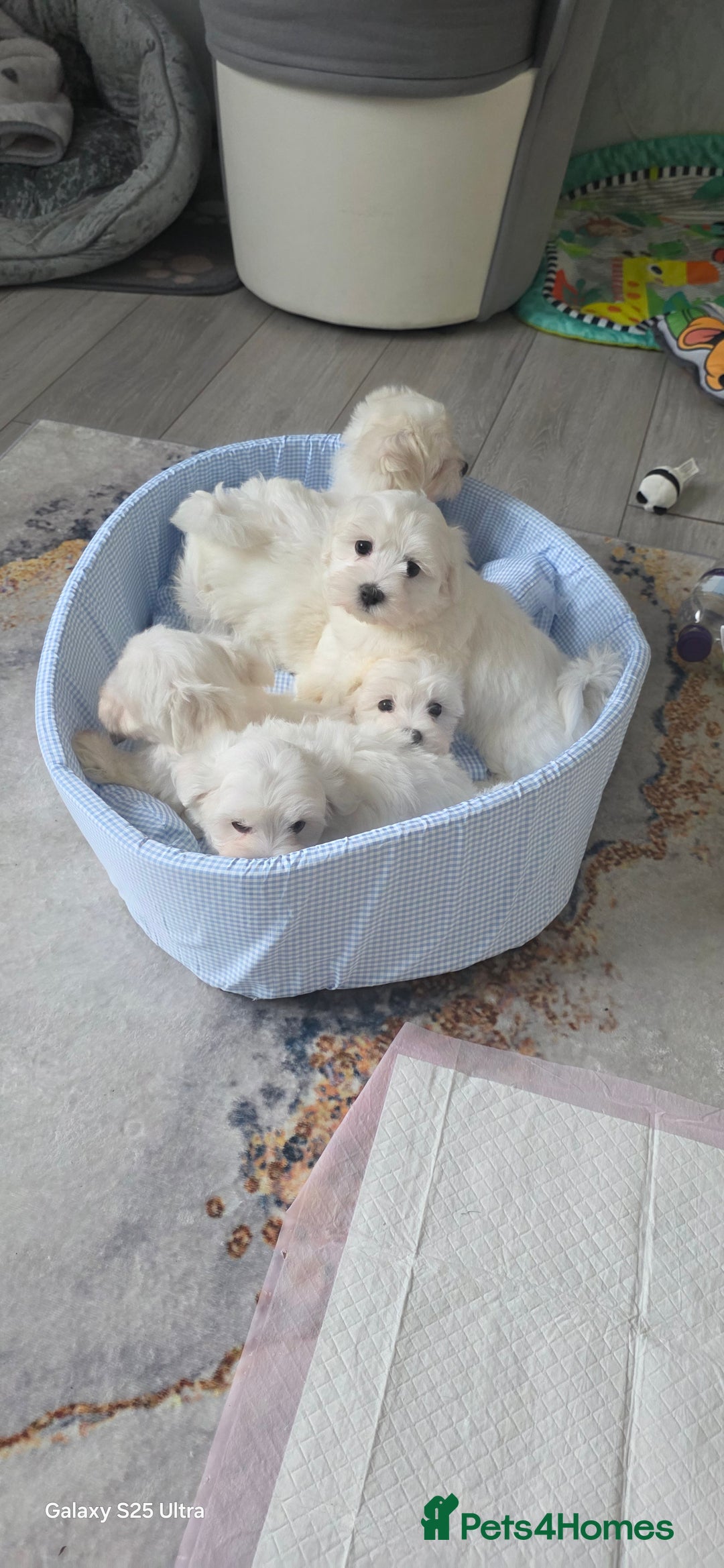 Maltese dogs for sale: Lovely Maltese Puppies - Image 18