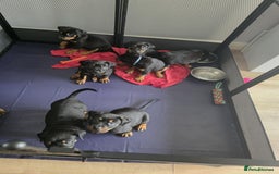 Mixed Breed dogs for sale: Rottweiler x American Staffy Puppies - Image 3