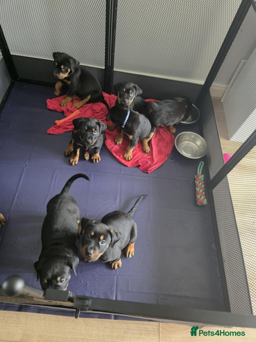 Mixed Breed dogs for sale: Rottweiler x American Staffy Puppies - Image 3