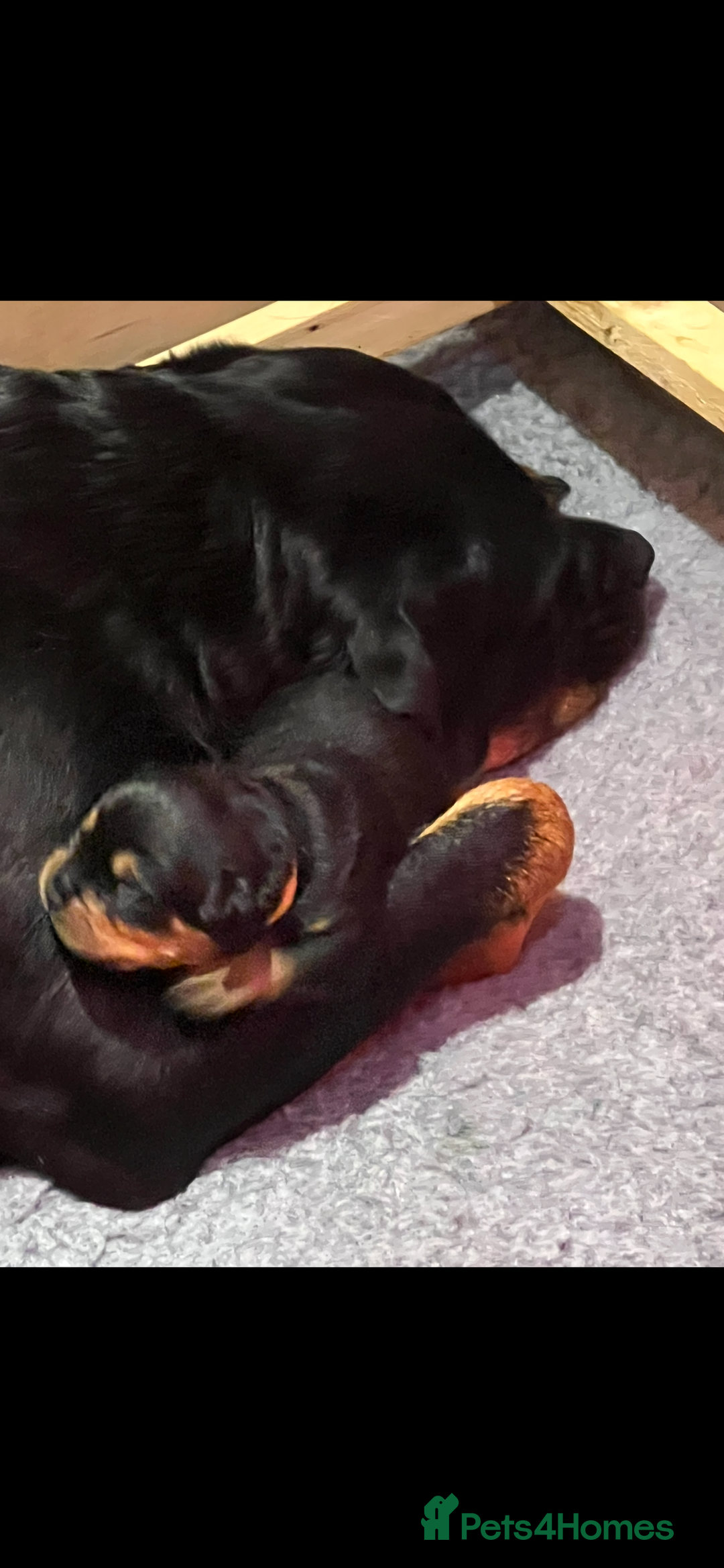 Rottweiler dogs for sale: Stunning large Rottweiler pups - Image 5