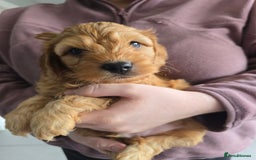 Cockapoo dogs for sale: F1B Red Cockapoo Pups - Image 16
