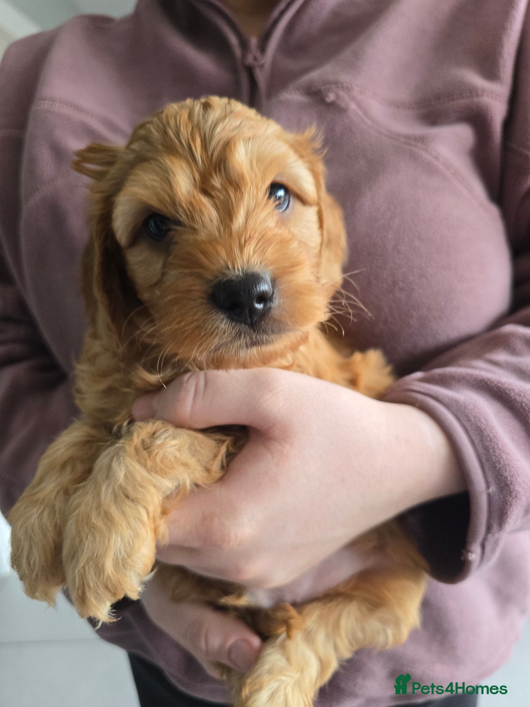 Cockapoo dogs for sale: F1B Red Cockapoo Pups - Image 16
