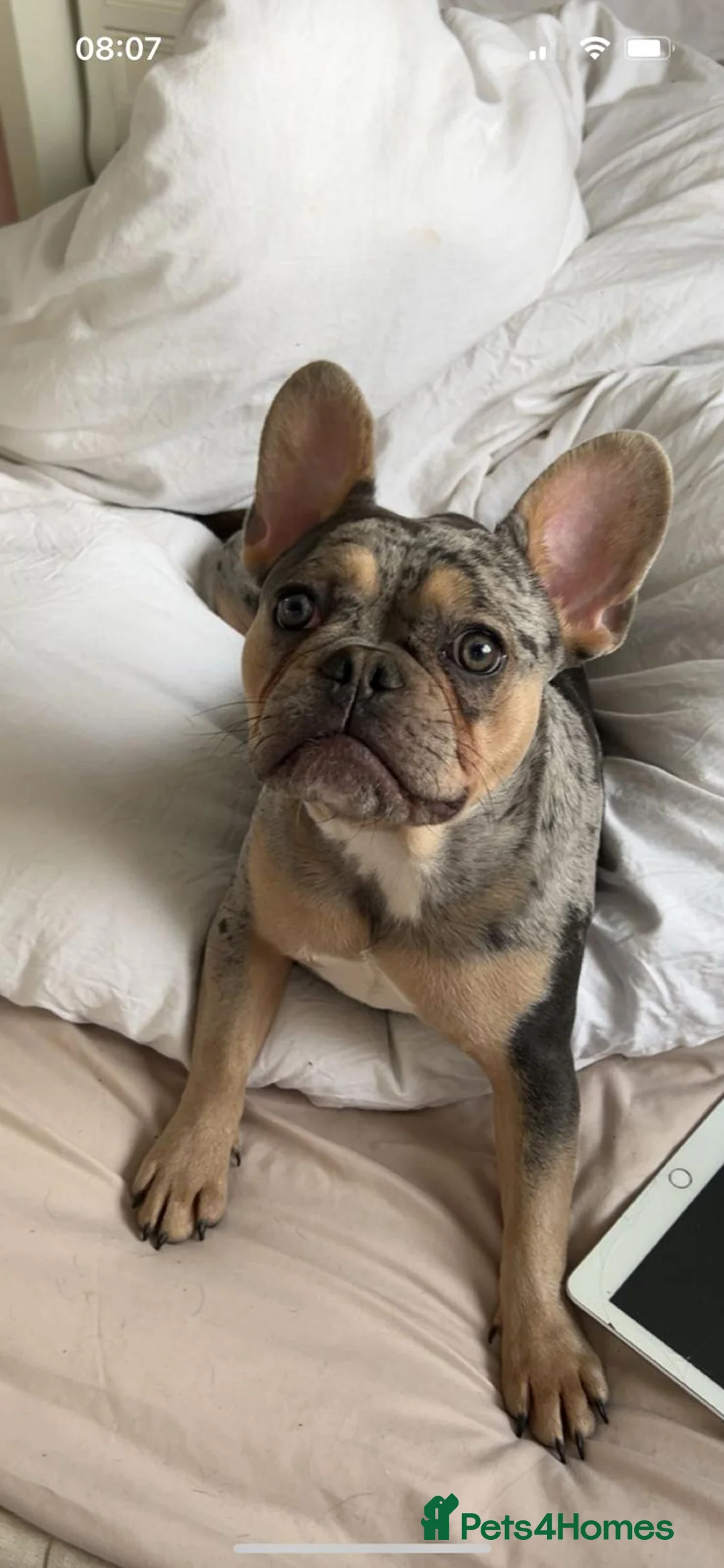 Mixed Breed dogs for sale: Mini Frenchies - Advert 18