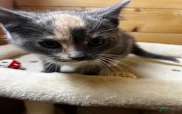 Mixed Breed cats for sale: Apricot Tabby & Peach Tortie Girl Kittens - Image 5