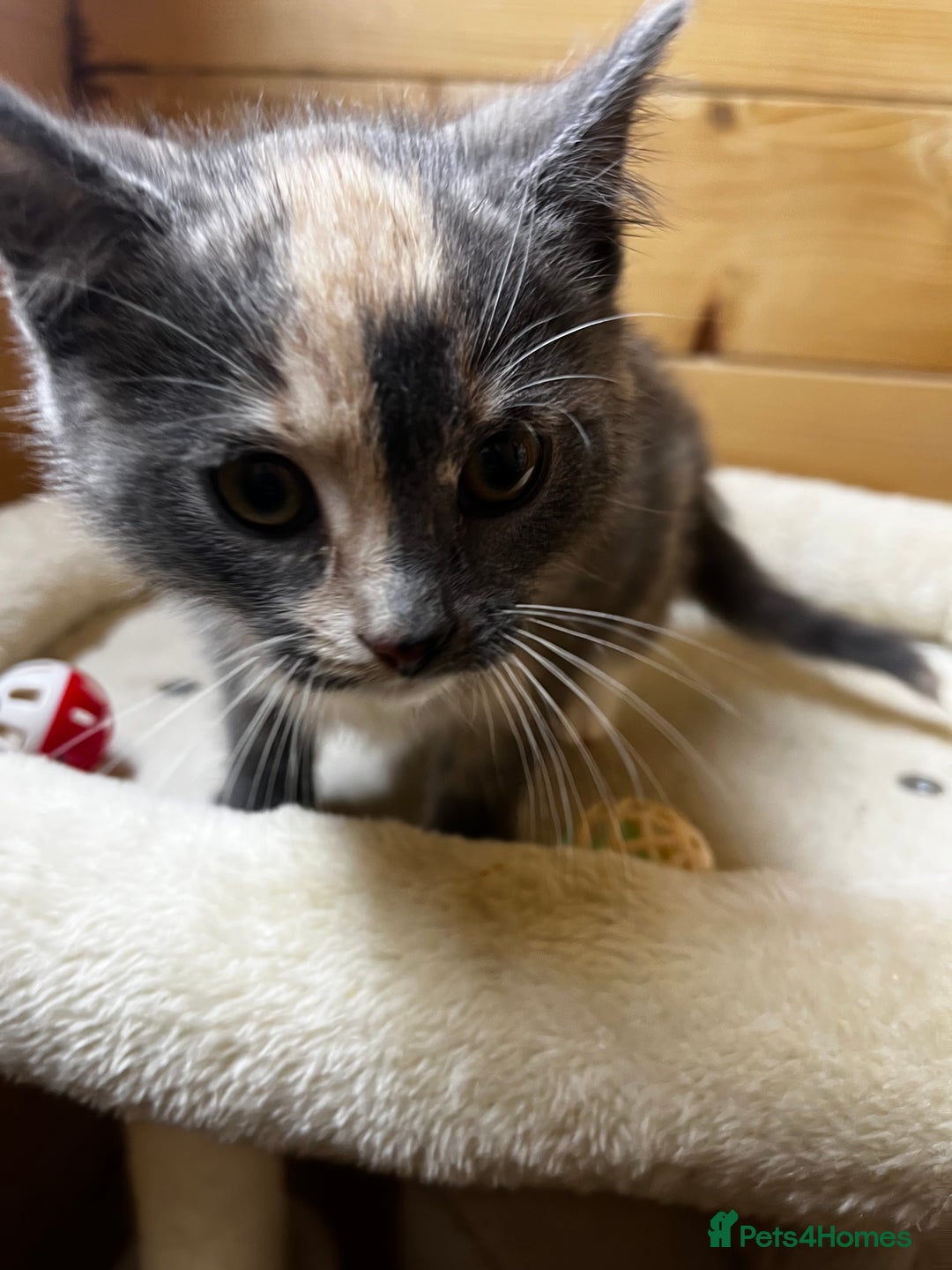 Mixed Breed cats for sale: Apricot Tabby & Peach Tortie Girl Kittens - Image 5