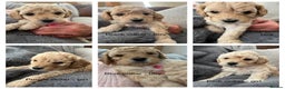 Toy Poodle dogs for stud: 💚Tiny Bob the Toy Poodle💚 For stud  in Hoddesdon - Advert 8