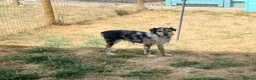 Jack Russell dogs for sale: Sweet Cindy looking for a new home in Hereford - Advert 8