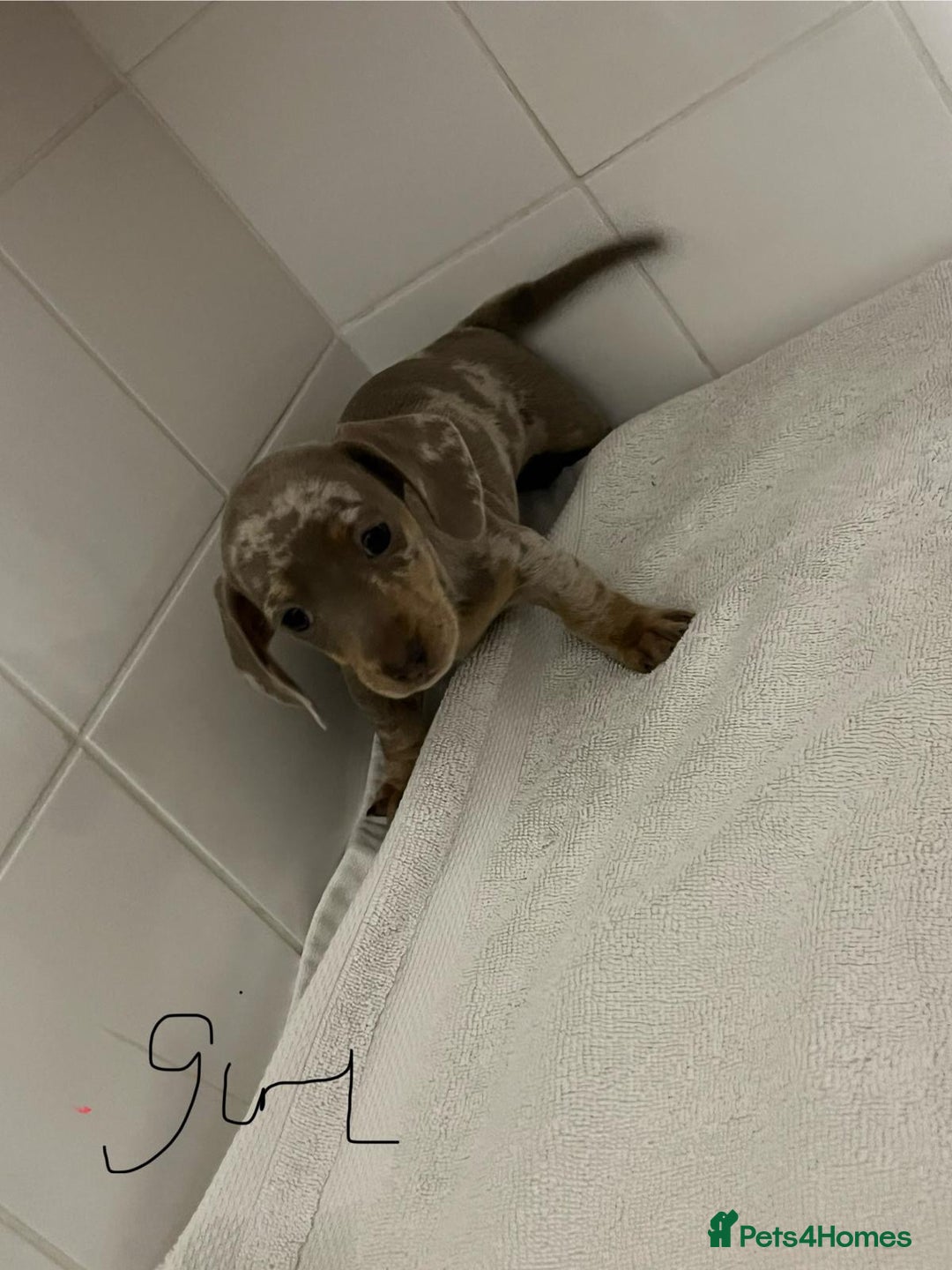 Miniature Dachshund dogs for sale: Mini dachshund - Advert 1