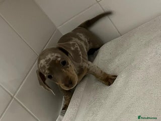 Miniature Dachshund dogs Mini dachshund - Advert 1