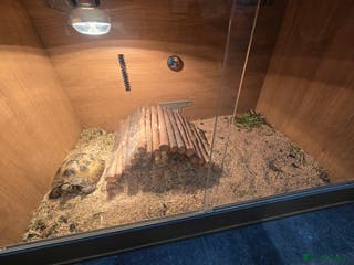 Tortoise reptiles Timmy the tortoise - Advert 1