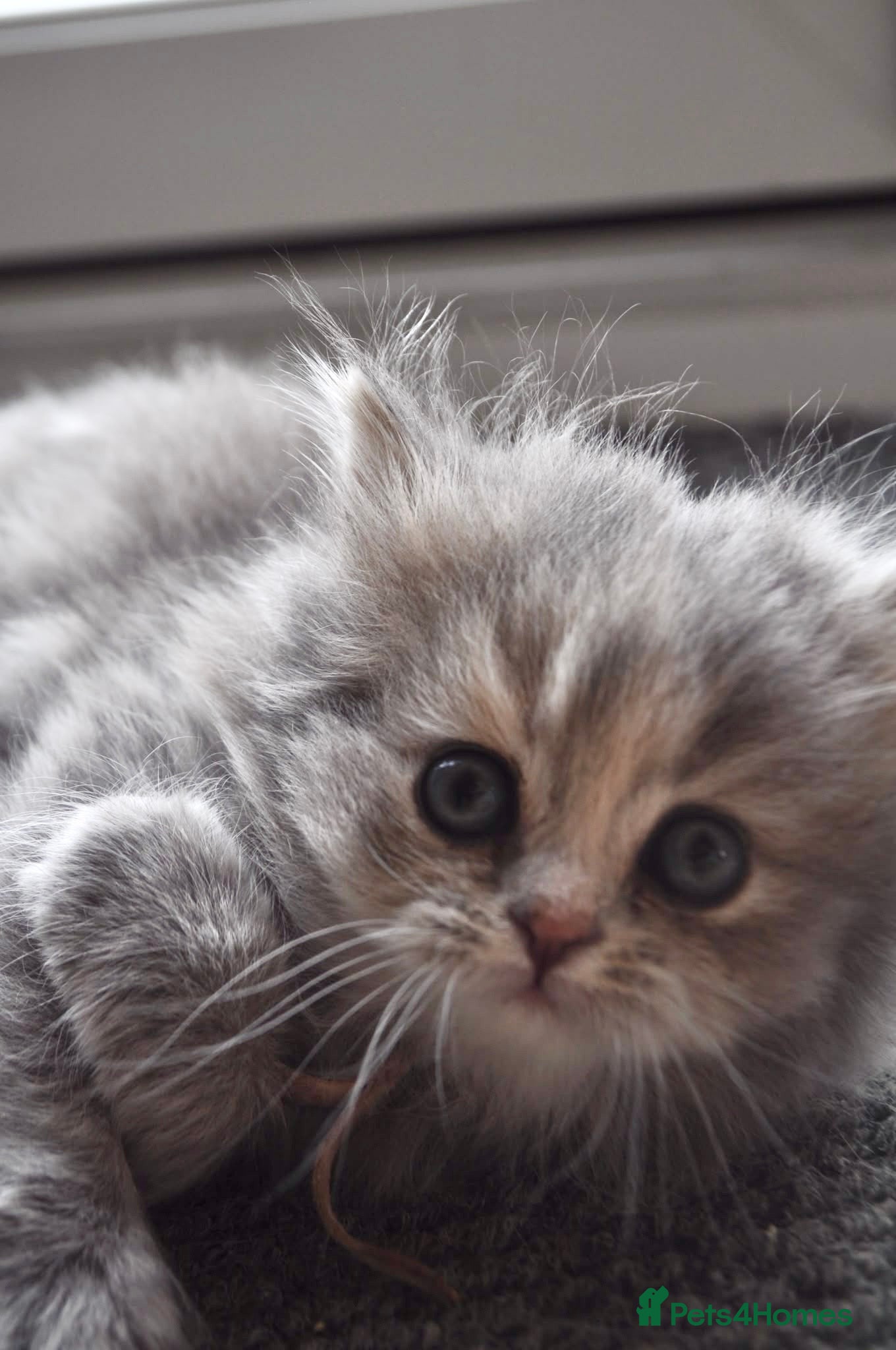 British Longhair cats Blue tortie lh girl *health checked*TICA reg* - Advert 3