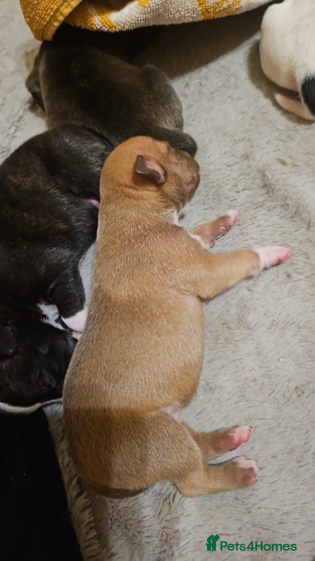 Staffordshire Bull Terrier dogs for sale: Staffy puppies - Advert 10
