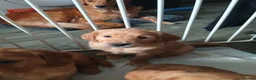 Golden Retriever dogs for sale: 1 boy ready to leave KC reg Red Golden retriever - Advert 10