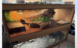Python Snake reptiles for sale: Ball python with full set up  - Image 8