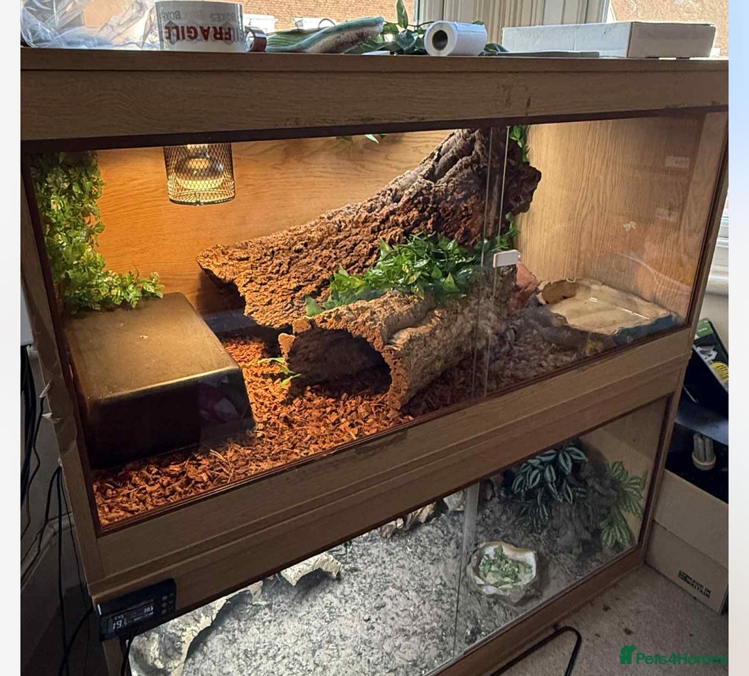 Python Snake reptiles for sale: Ball python with full set up  - Image 8