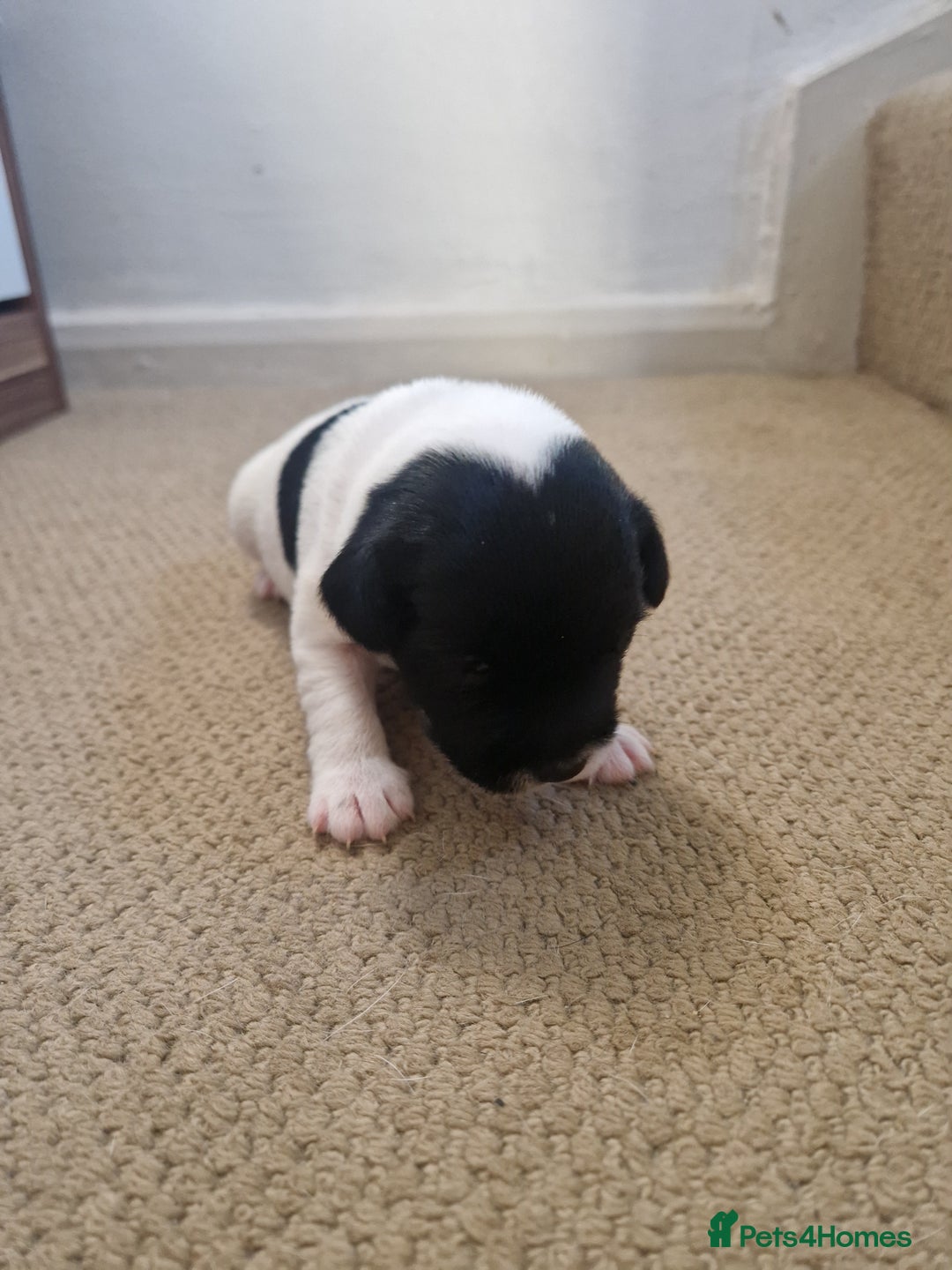 Mixed Breed dogs for sale: Pups for new homes - Advert 10