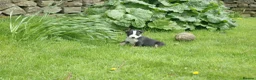 Border Collie dogs for sale: Registered Border Collie Puppies for sale - Advert 15