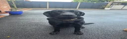 Labrador Retriever dogs for sale: Black labrador  in Bedworth - Advert 1