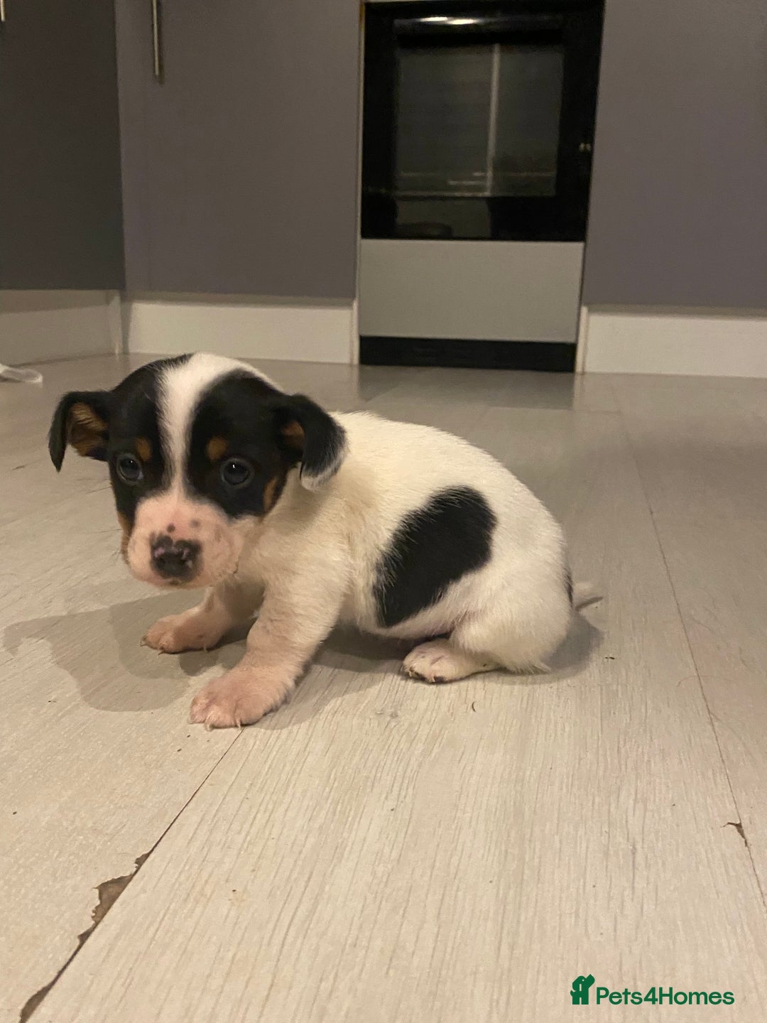 Jack Russell dogs for sale: My beautiful Jack Russell puppies available - Advert 6