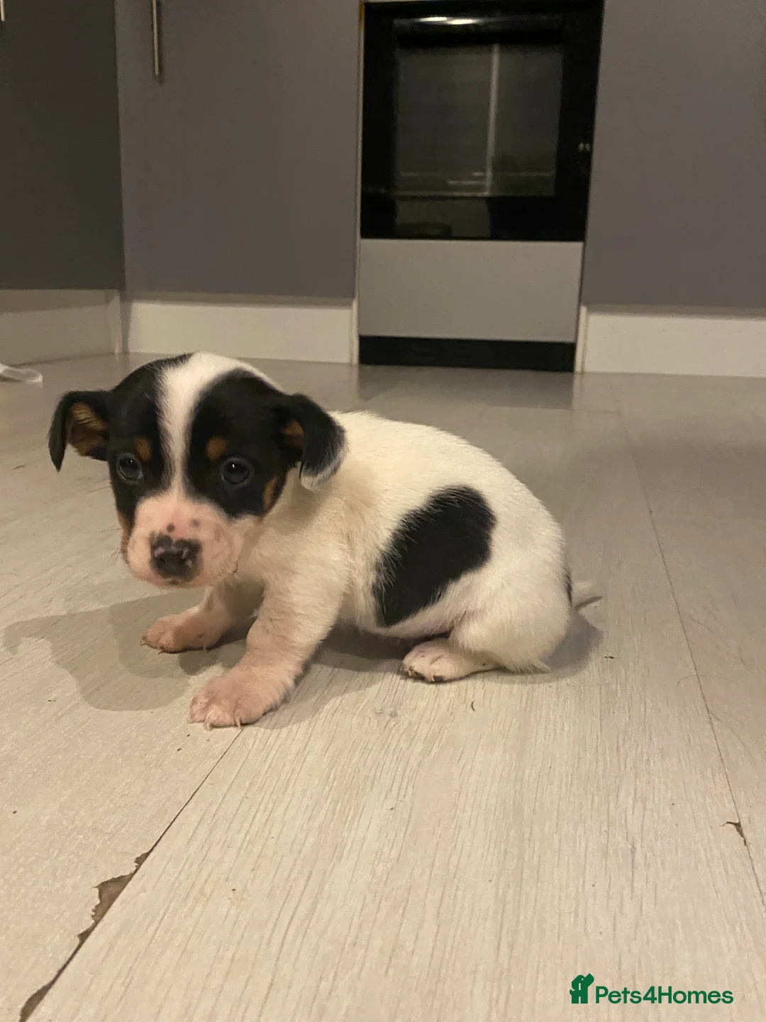 Jack Russell dogs for sale: My beautiful Jack Russell puppies available - Advert 6