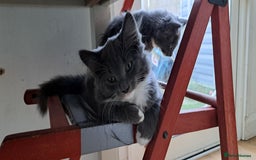 Russian Blue cats for sale: Adorable Russian Blue X Chantilly Tiffany Kittens! - Image 10