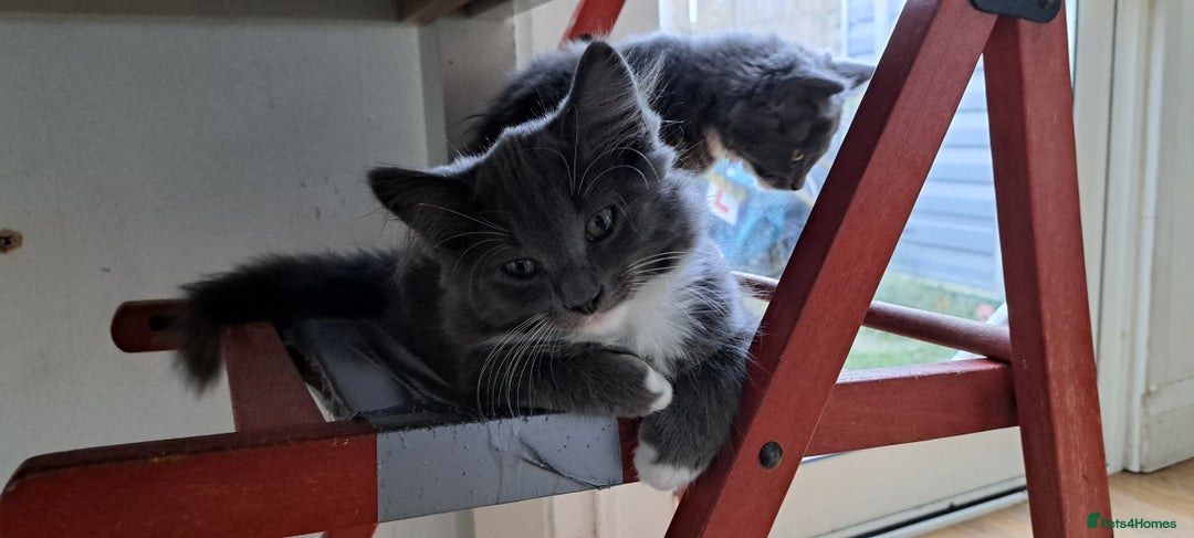 Russian Blue cats for sale: Adorable Russian Blue X Chantilly Tiffany Kittens! - Image 10