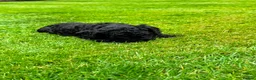 Cockapoo dogs for sale: Beautiful Cockapoos in Perth - Advert 9