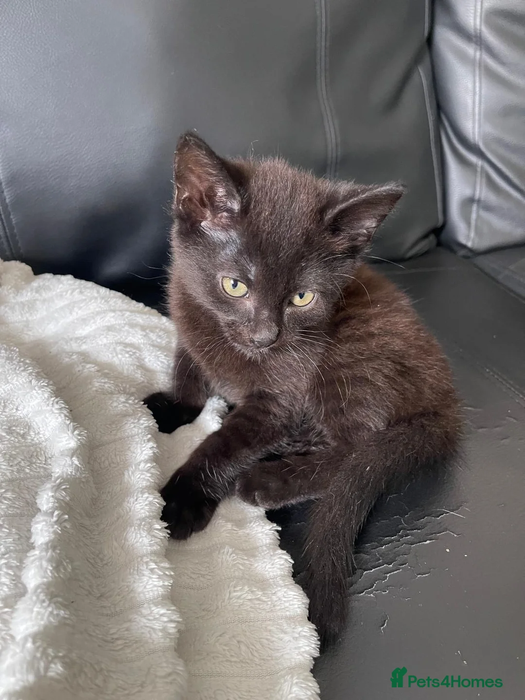 Domestic Shorthair cats for sale: Black Kittens - Advert 1