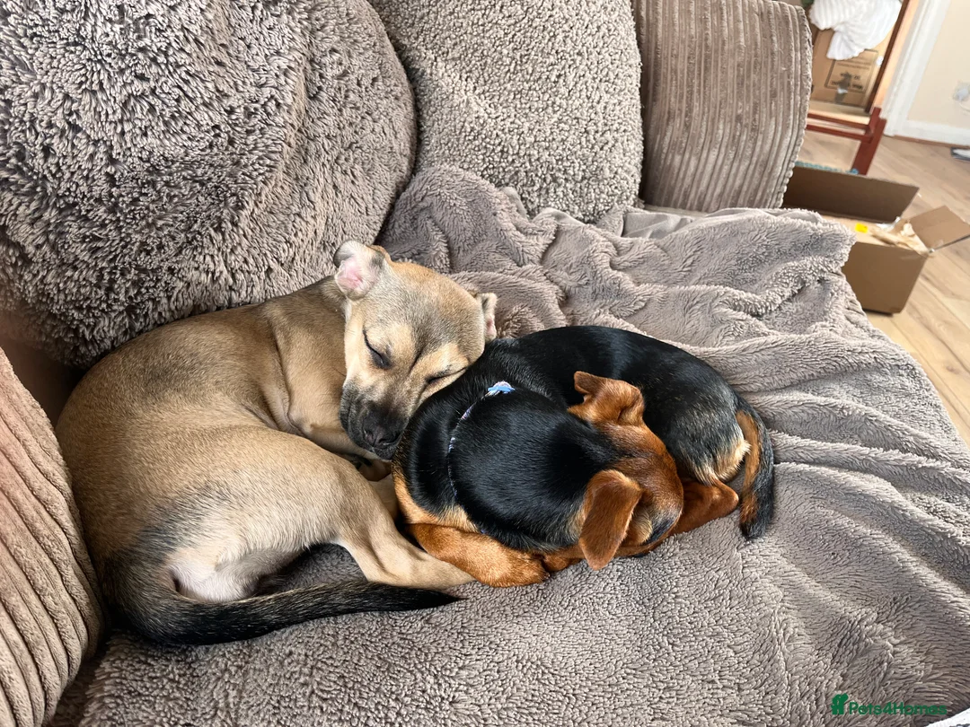 Mixed Breed dogs for sale: Female French bulldog cross Jack Russell  - Advert 3